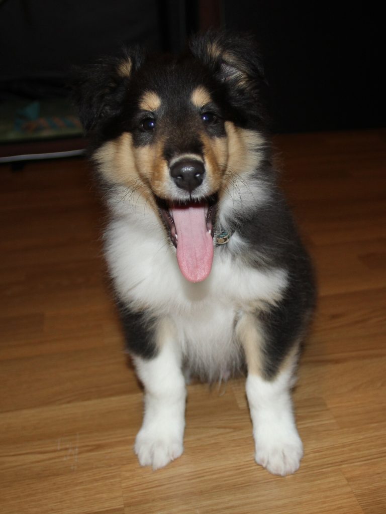 Un cachorro de Collie de pelo largo, tricolor