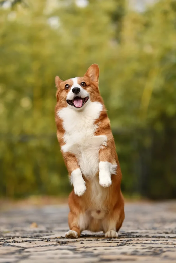 Un cachorro de Corgi leonado y blanco de pie sobre las patas traseras