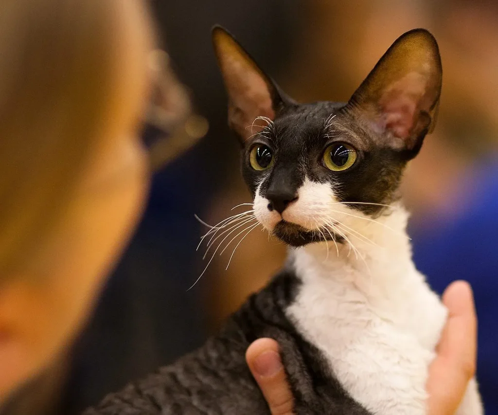 Un gato Cornish Rex de pelo rizado