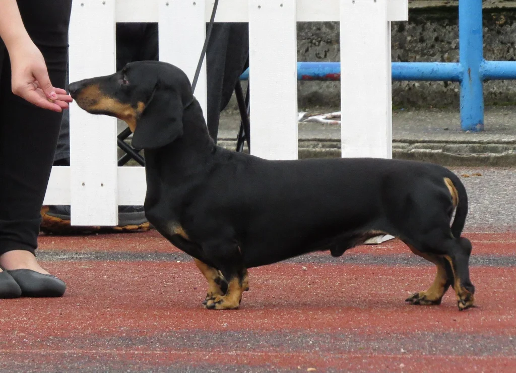 Un Dachshund miniatura de pelo corto de pie