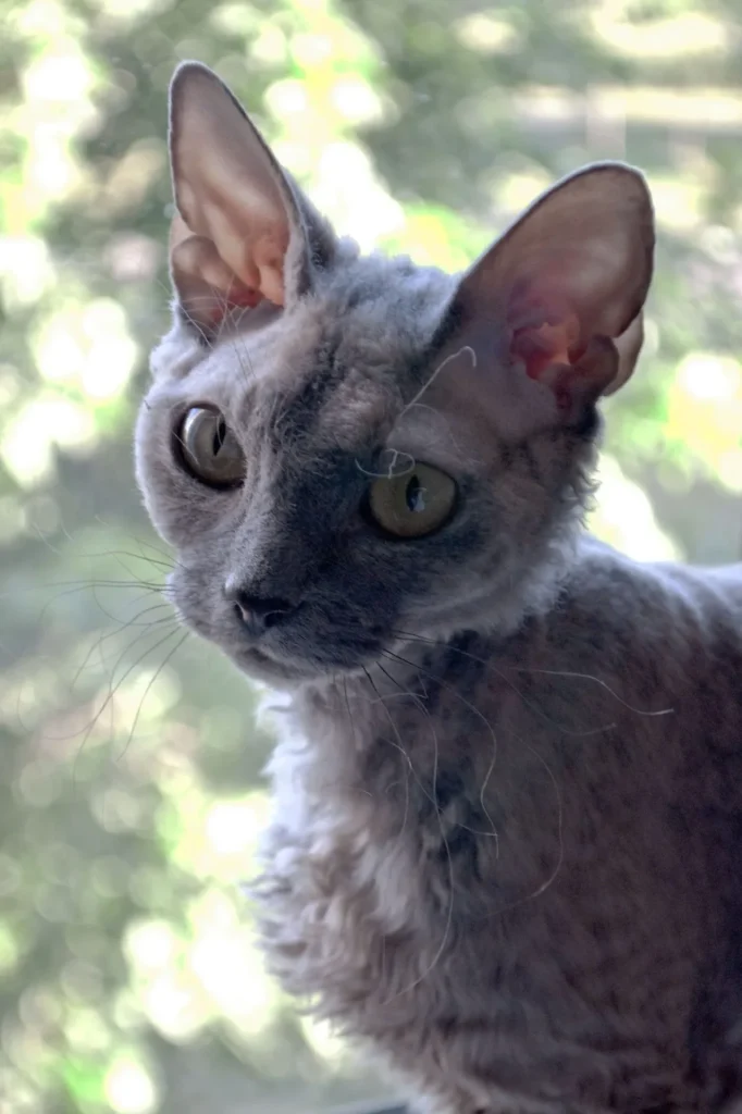 Un gato Devon Rex de orejas grandes