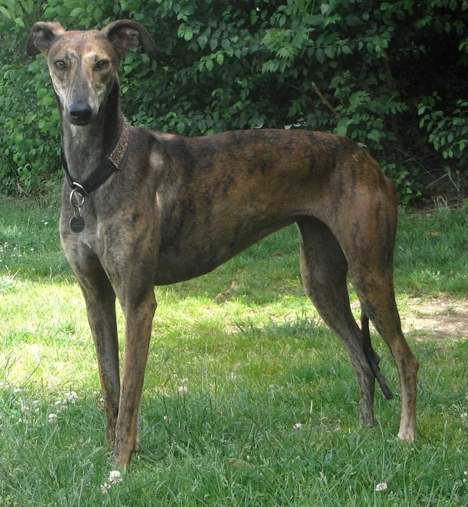 Un Galgo español esbelto de pie