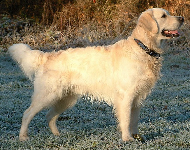 Un Golden Retriever dorado sentado