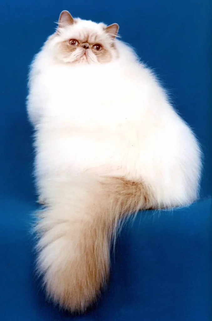 Un gato Himalayo de pelo largo con puntos de color