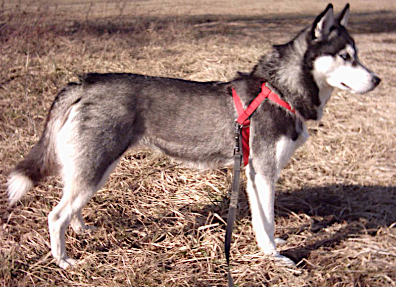 Un Husky siberiano gris y blanco de ojos claros