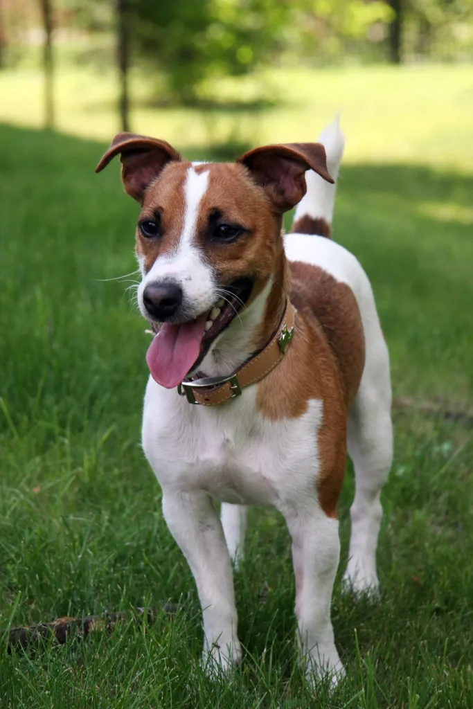 Un Jack Russell Terrier blanco con manchas cafés