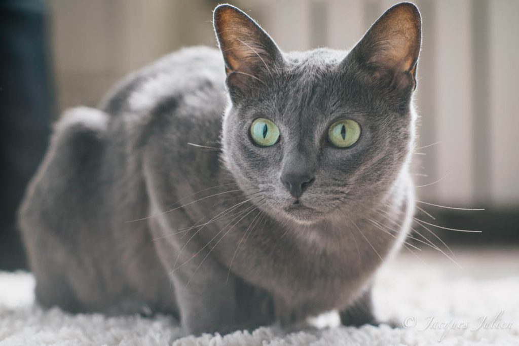 Un gato Korat gris azulado de ojos verdes