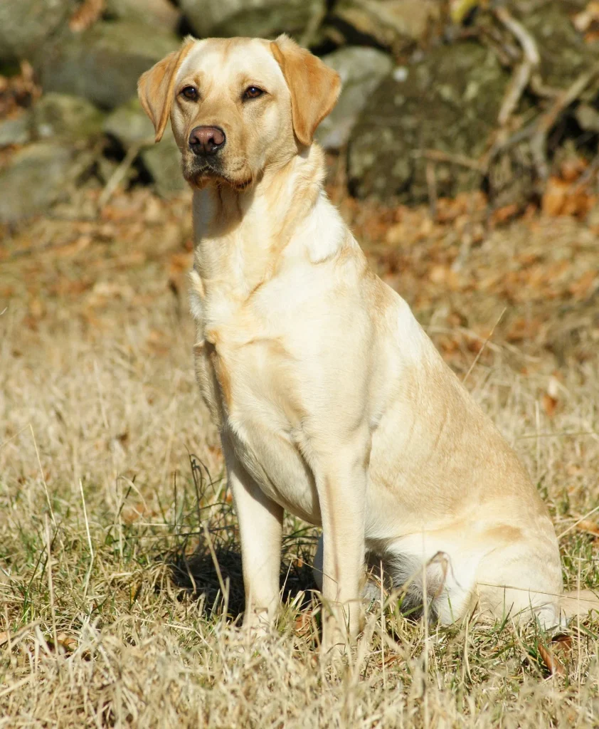 Un Labrador Retriever amarillo sentado