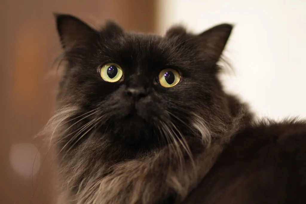 Un gato LaPerm de pelo rizado