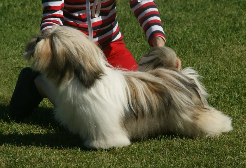 Un Lhasa Apso dorado de pelo largo