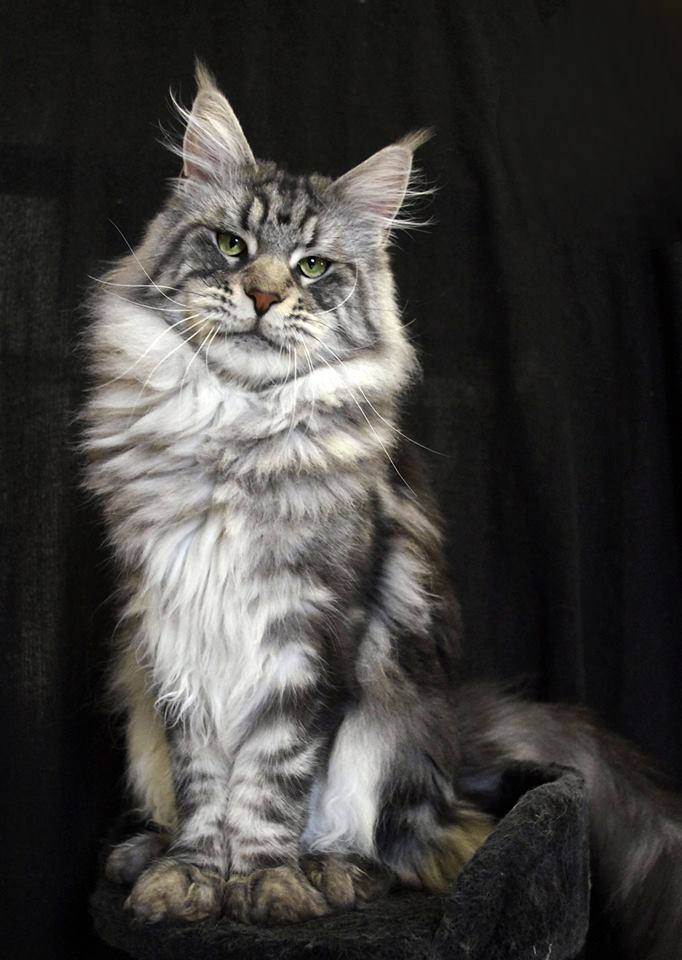 Un gato Maine Coon de pelo largo con orejas con penachos