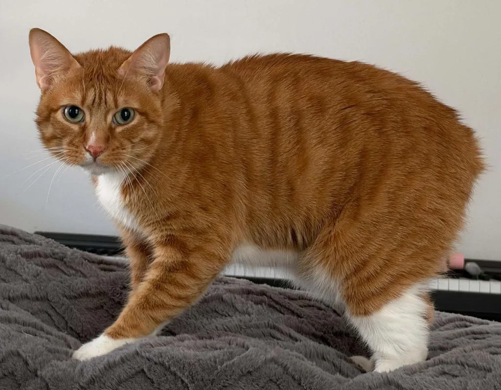 Un gato Manx sin cola