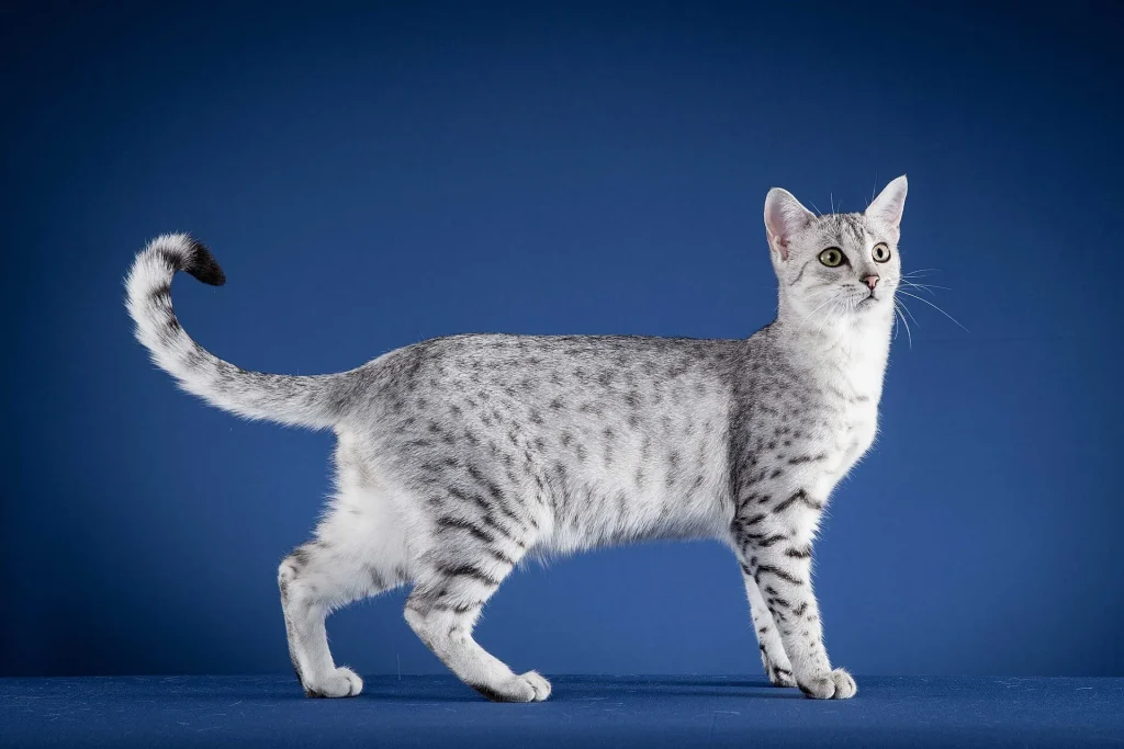 Un gato Mau egipcio plateado con manchas