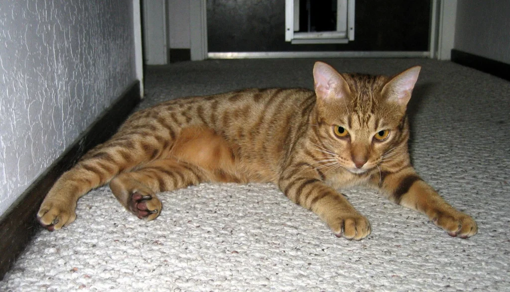 Un gato Ocicat con manchas