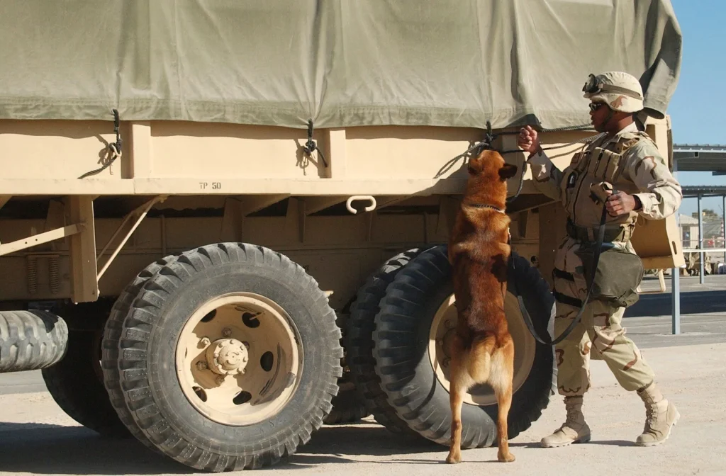 Un Pastor belga malinois inspecciona un camión junto a su guía