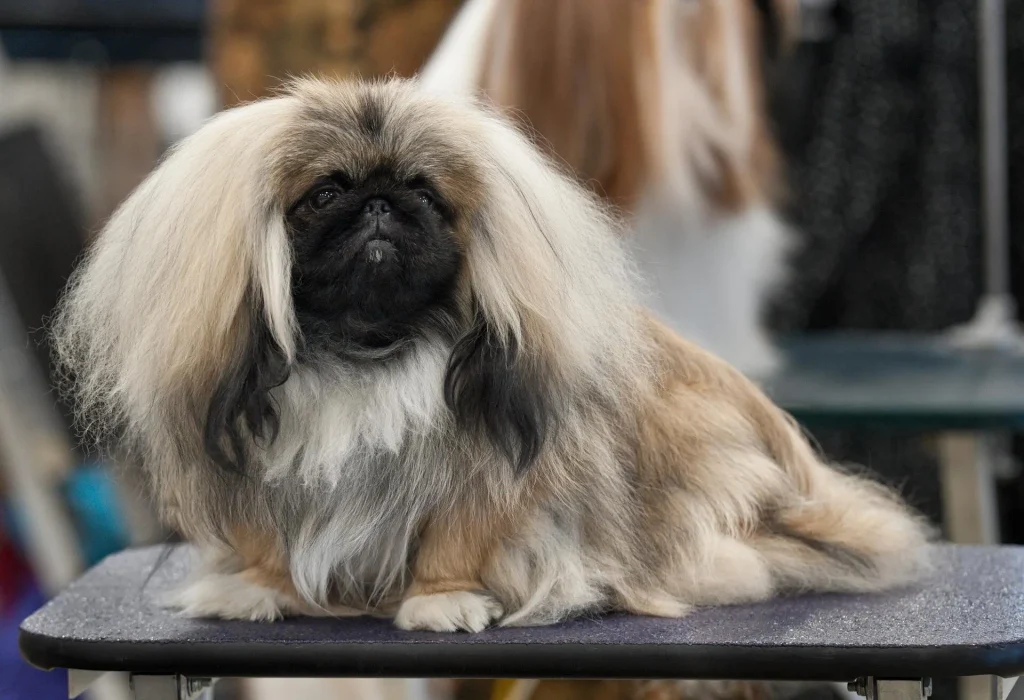 Un Pequinés de pelo largo dorado