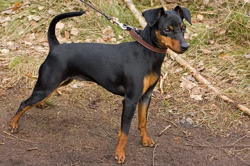 Un Pinscher miniatura negro y fuego de pie