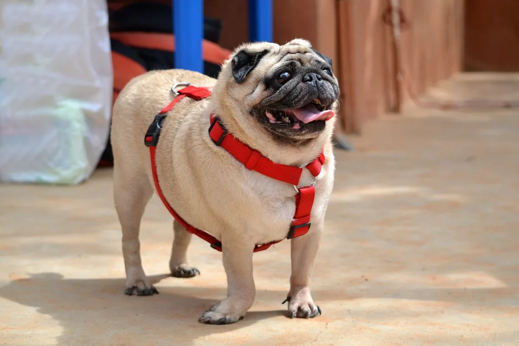 Un Pug leonado de un año, de frente