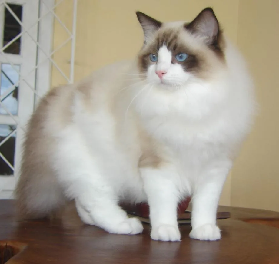 Un gato Ragdoll de ojos azules y pelo largo