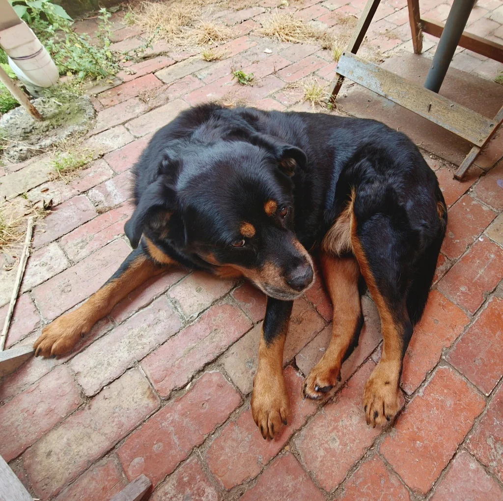 Un Rottweiler negro y fuego echado descansando