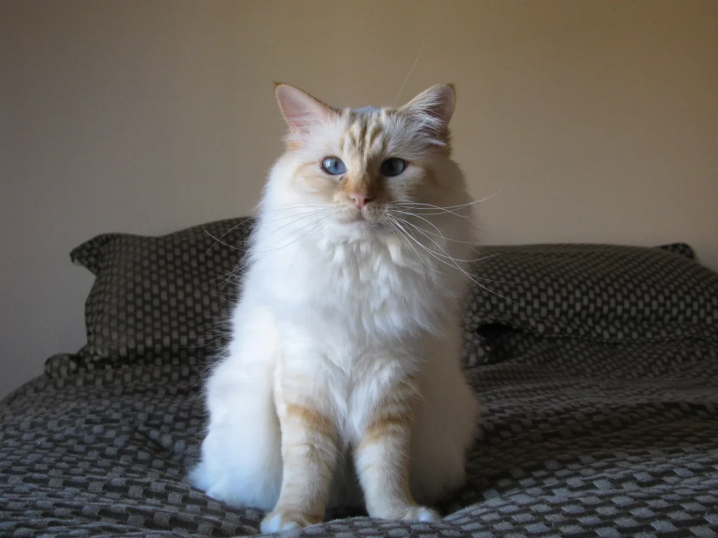 Un gato Sagrado de Birmania con patas blancas