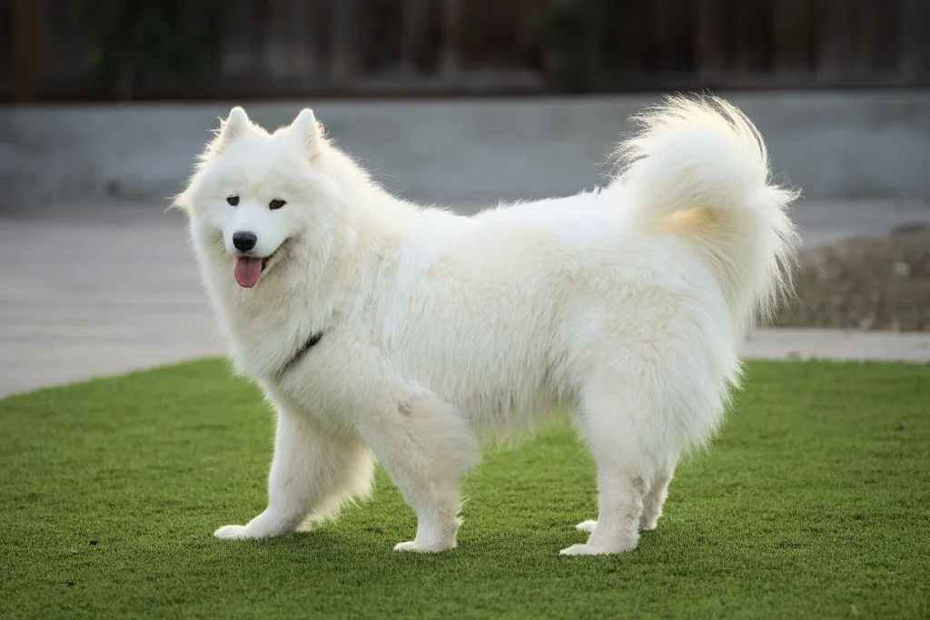 Una Samoyedo blanca de dos años, sonriente