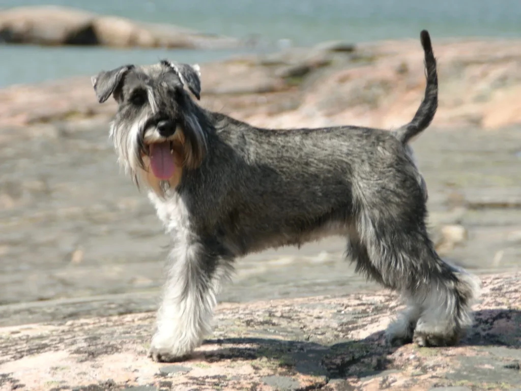 Un Schnauzer miniatura sal y pimienta de pie