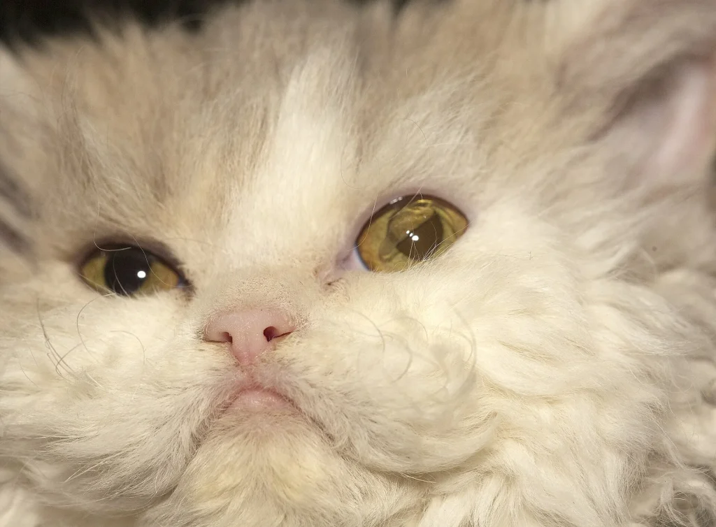 Un gato Selkirk Rex de pelo rizado