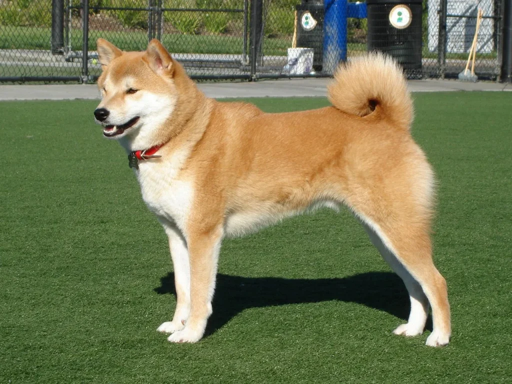 Un Shiba Inu rojo de pie al aire libre