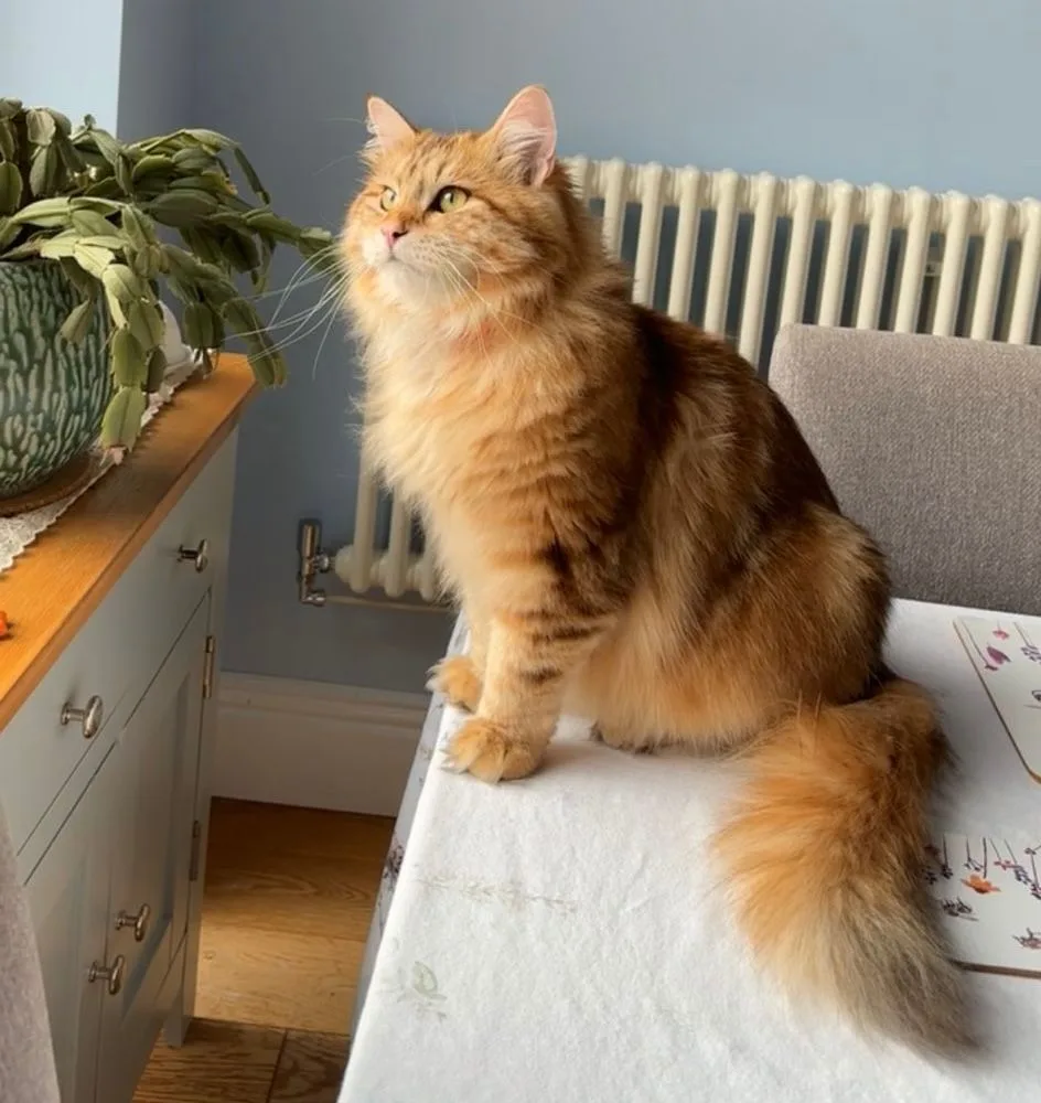 Un gato Siberiano de pelo largo