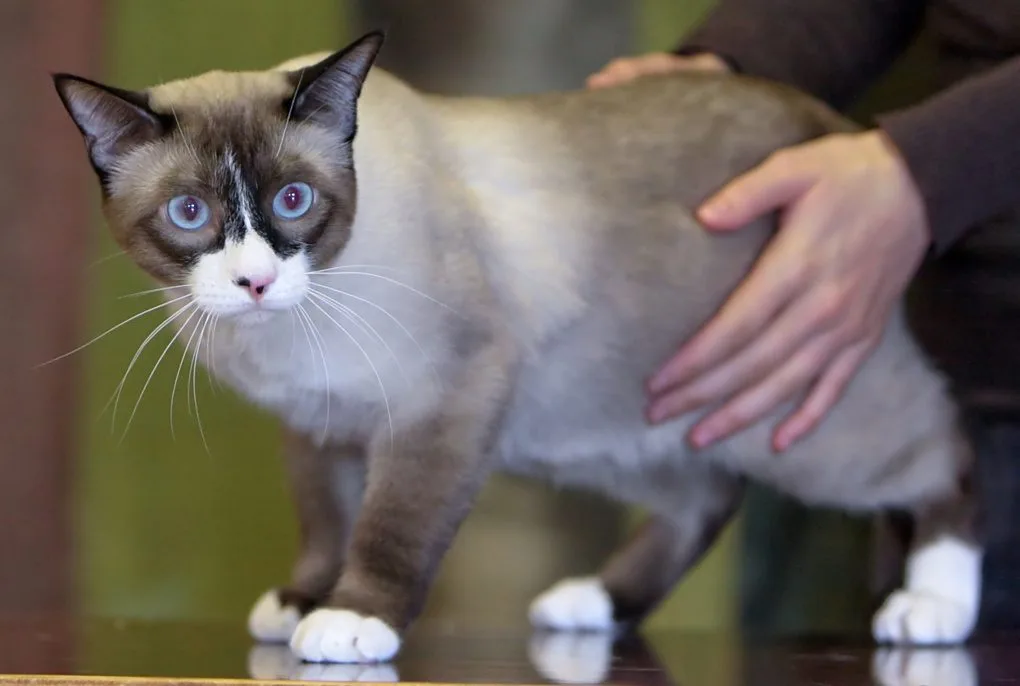 Un gato Snowshoe con patas blancas