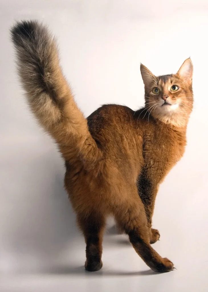 Un gato Somalí rojizo de cola esponjosa