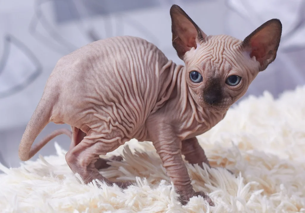 Gatitos Sphynx sin pelo