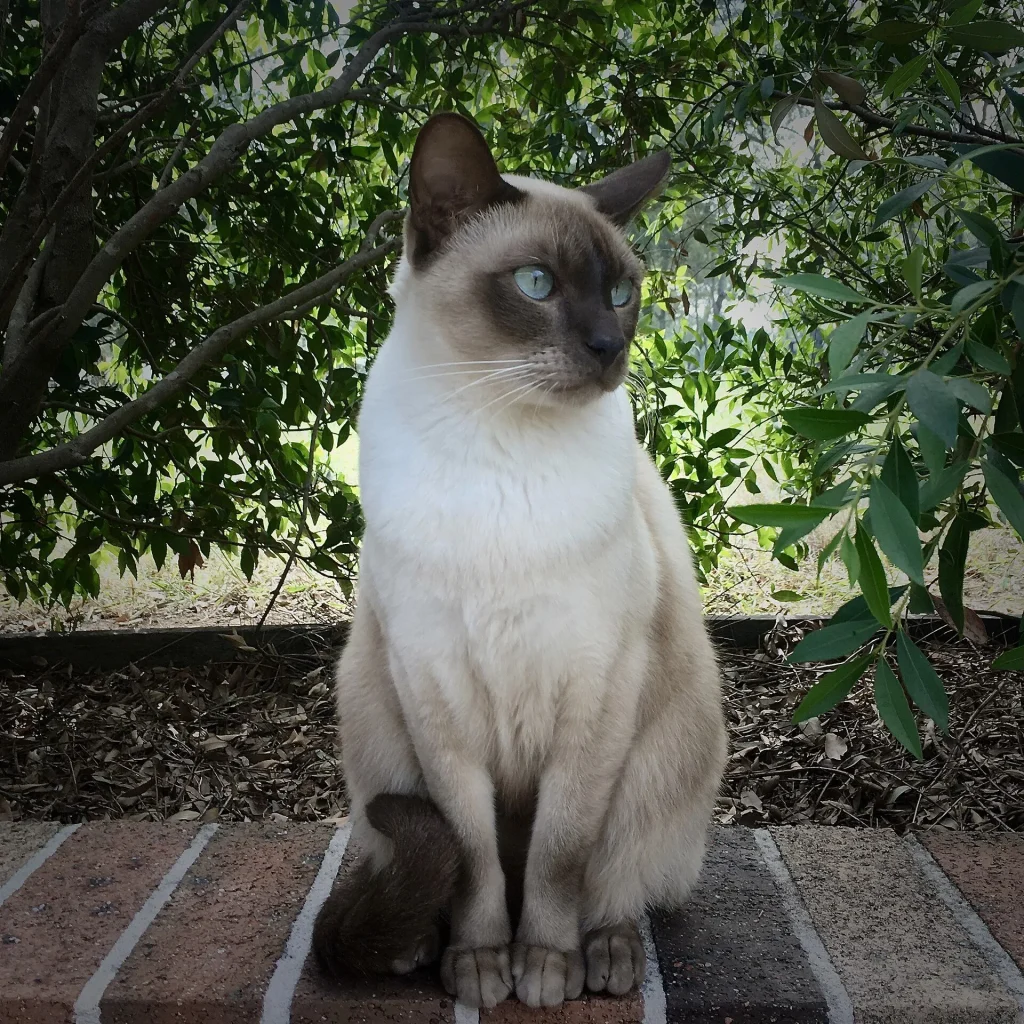 Un gato Tonkinés de pelo satinado