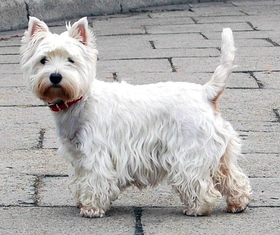 Un West Highland White Terrier blanco de pie