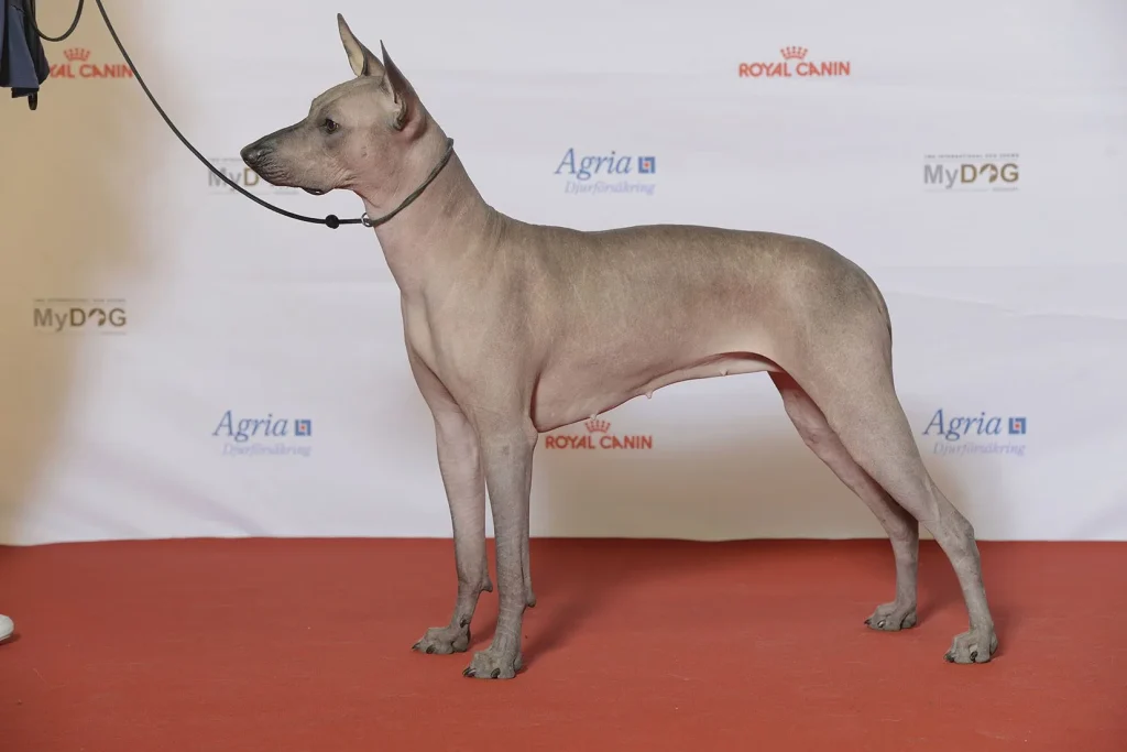 Un Xoloitzcuintle sin pelo, de pie