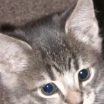 Una gatita atigrada atenta a la varita